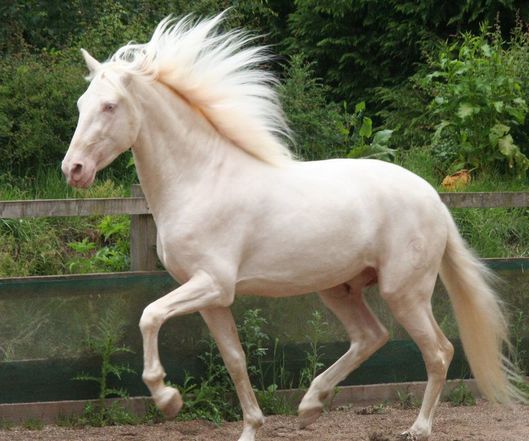 Mas Yaco - Palomino Andalusian Stallion